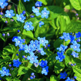 Omphalodes verna - Gedenkemein