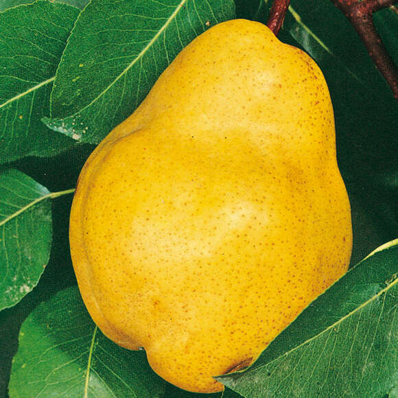 Pyrus communis 'Williams Christbirne': Bild 1/1