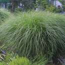 Miscanthus sinensis 'Gracillimus' - Chinaschilf