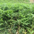 Pteridium aquilinum: Bild 1/3