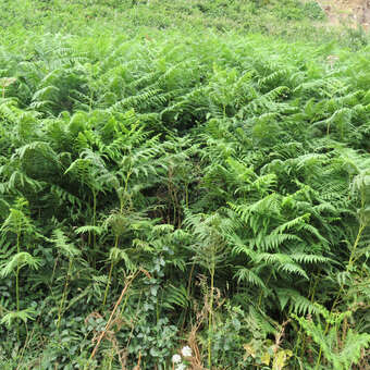 Pteridium aquilinum