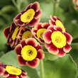 Primula auricula 'Hanni': Bild 1/1