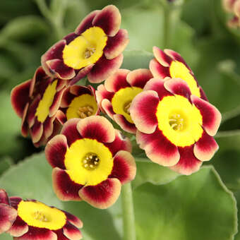 Primula auricula 'Hanni'