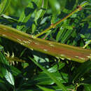 Salix udensis 'Sekka' - Drachenweide