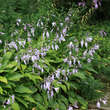 Hosta lancifolia: Bild 1/1