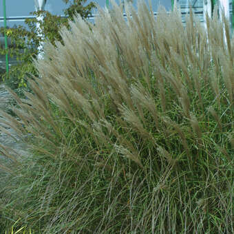 Miscanthus sinensis 'Silberspinne'