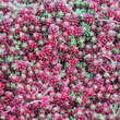 Sedum album 'Coral Carpet': Bild 7/9