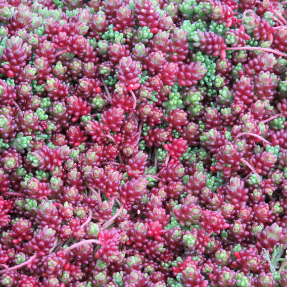 Sedum album 'Coral Carpet': Bild 7/9 Sedum album 'Coral Carpet': Bild 7/9