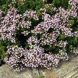 Origanum vulgare 'Compactum' - Dost