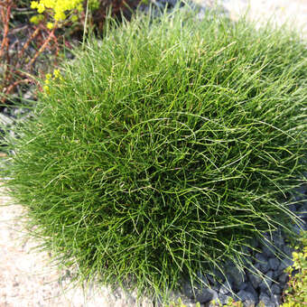Festuca gautieri 'Pic Carlit'