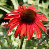 Echinacea purpurea 'Fountain Red' - Sonnenhut