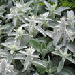 Stachys byzantina 'Silberteppich': Bild 2/6
