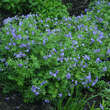 Polemonium reptans 'Blue Pearl': Bild 1/1