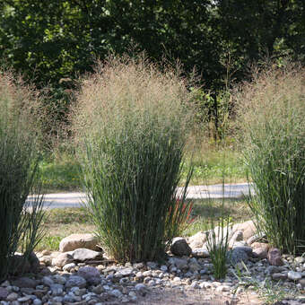 Panicum virgatum 'Northwind'