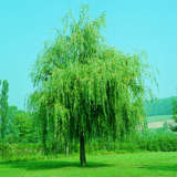 Salix alba 'Tristis' - Trauerweide