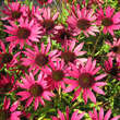 Echinacea purpurea 'Dixie Belle': Bild 2/3