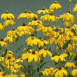 Rudbeckia nitida 'Herbstsonne': Bild 4/4