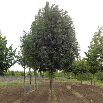 Fraxinus excelsior 'Westhofs Glory'