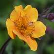 Geum 'Carlskaer': Bild 1/4