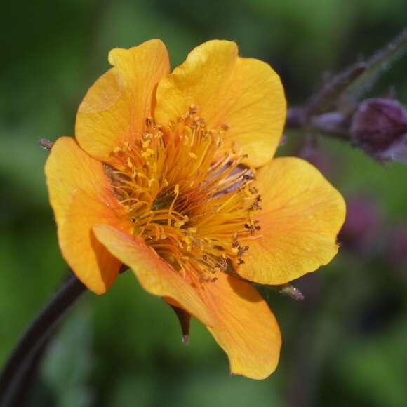 Geum 'Carlskaer': Bild 1/4 Geum 'Carlskaer': Bild 1/4