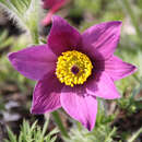 Pulsatilla vulgaris - Kuhschelle, Pelzanemone