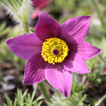Pulsatilla vulgaris