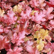 Heuchera 'Peach Flambe': Bild 3/4