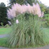 Cortaderia selloana 'Rosea' - Pampasgras