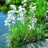 Eriophorum angustifolium - Schmales Wollgras