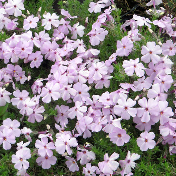 Phlox douglasii 'Lilac Cloud': Bild 3/3 Phlox douglasii 'Lilac Cloud': Bild 3/3
