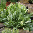 Rumex acetosa - Sauerampfer