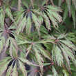 Acer palmatum 'Ornatum': Bild 1/6