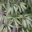 Acer palmatum 'Ornatum': Bild 1/6