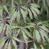 Acer palmatum 'Ornatum'       H 80+ - Roter Schlitzahorn