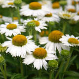 Echinacea purpurea 'Meditation White' - Sonnenhut