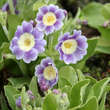 Primula auricula 'Fridl': Bild 2/5