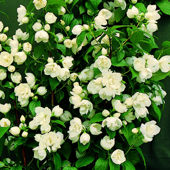 Philadelphus 'Virginal'