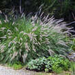 Pennisetum alopecuroides 'Japonicum': Bild 1/1