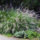 Pennisetum alopecuroides 'Japonicum' - Lampenputzergras