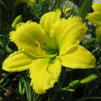 Hemerocallis 'Green Flutter'