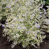 Polemonium reptans 'Stairway to Heaven' - Jakobsleiter