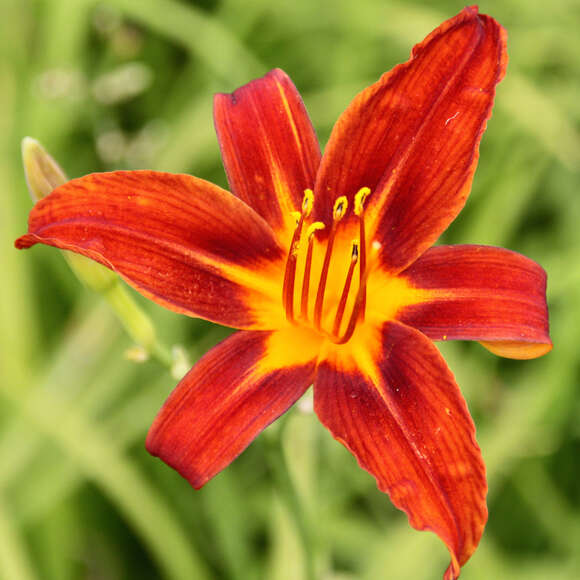 Hemerocallis 'Sammy Russell': Bild 3/3 Hemerocallis 'Sammy Russell': Bild 3/3