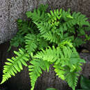 Polypodium vulgare - Tüpfelfarn