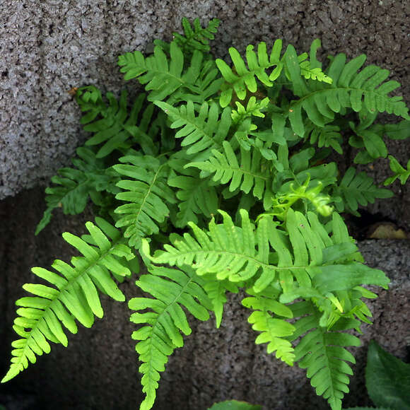 Polypodium vulgare: Bild 1/2 Polypodium vulgare: Bild 1/2