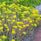 Sedum reflexum - Mauerpfeffer, Fetthenne