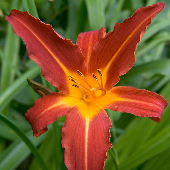 Hemerocallis 'Autumn Red': Bild 2/3 Hemerocallis 'Autumn Red': Bild 2/3