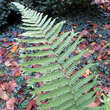 Dryopteris cristata: Bild 2/2