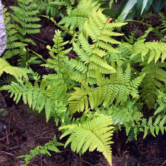 Dryopteris affinis: Bild 3/3 Dryopteris affinis: Bild 3/3