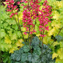 Heuchera 'Paris' - Purpurglöckchen