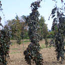 Fagus sylvatica 'Purple Fountaine' - Hänge-Blutbuche